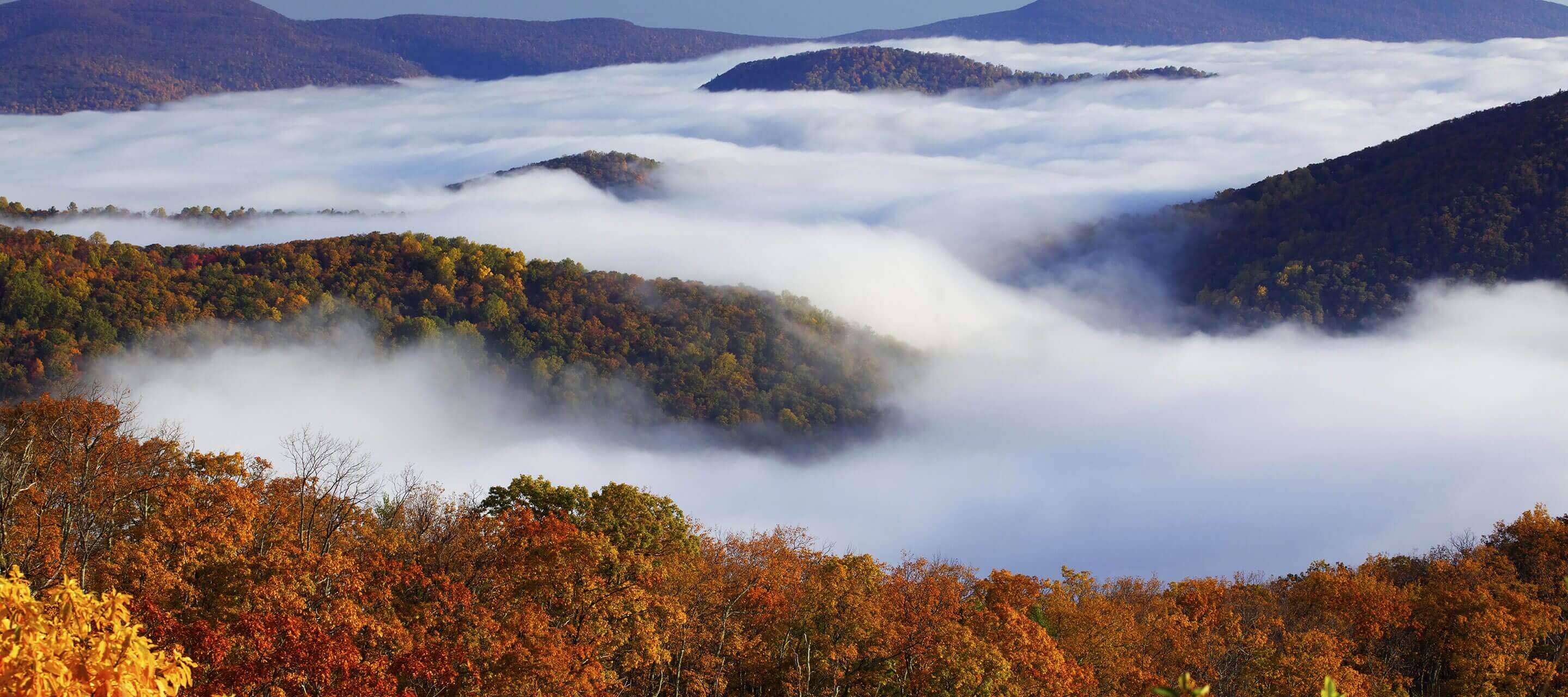 Fog covering trees from, view from above