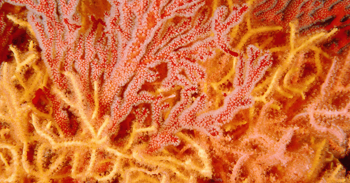 orange coral