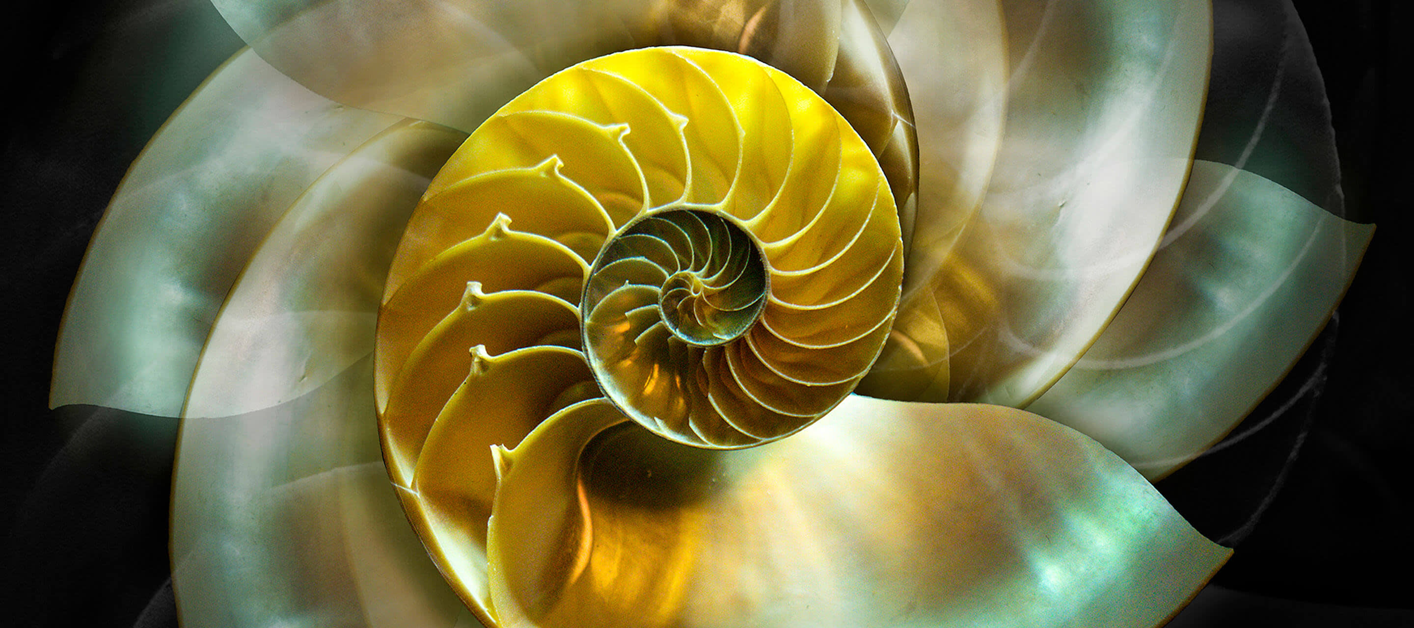  image of a nautilus shell abstract