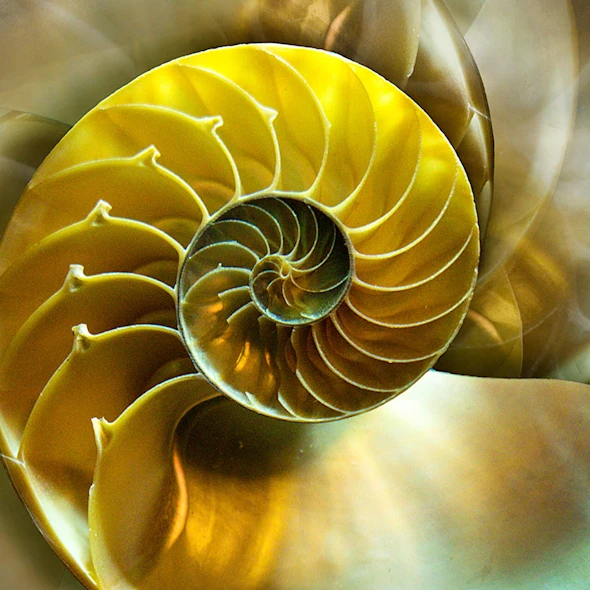 image of a nautilus shell abstract