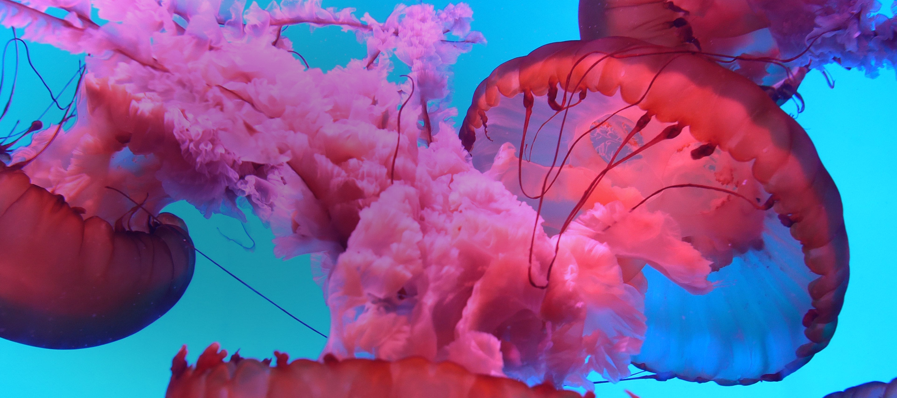 pink jellyfish