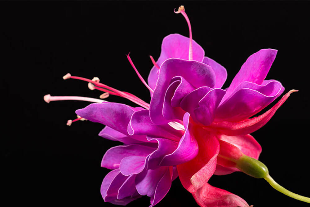 pink flower blooming against black background