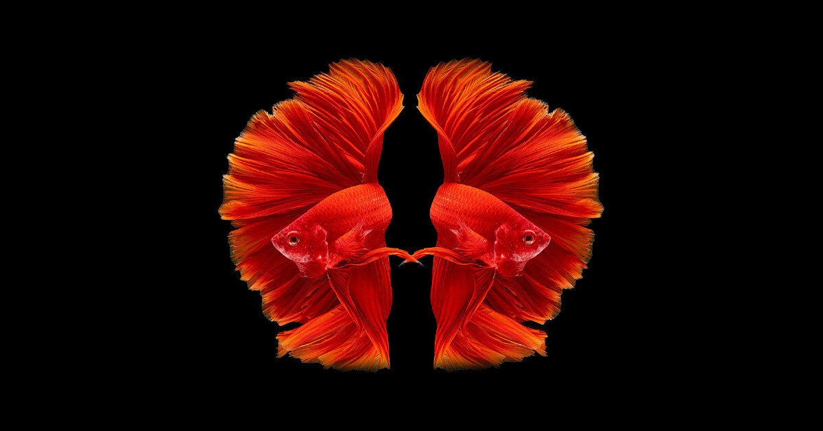 twin beta fish against black background 