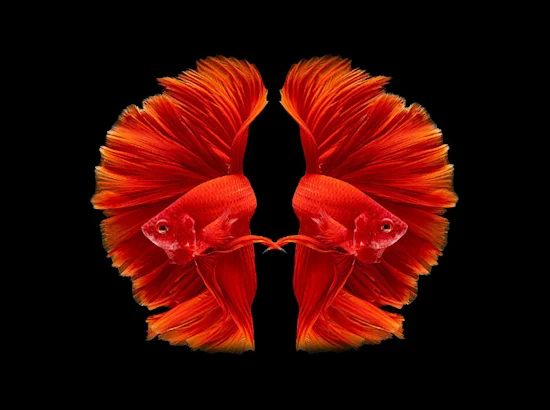 twin beta fish against black background