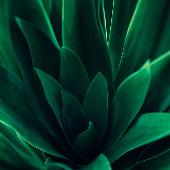 macro image of leaves