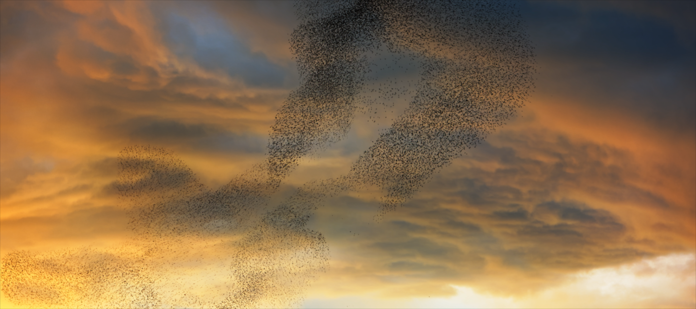 flock of birds flying together in sunset sky