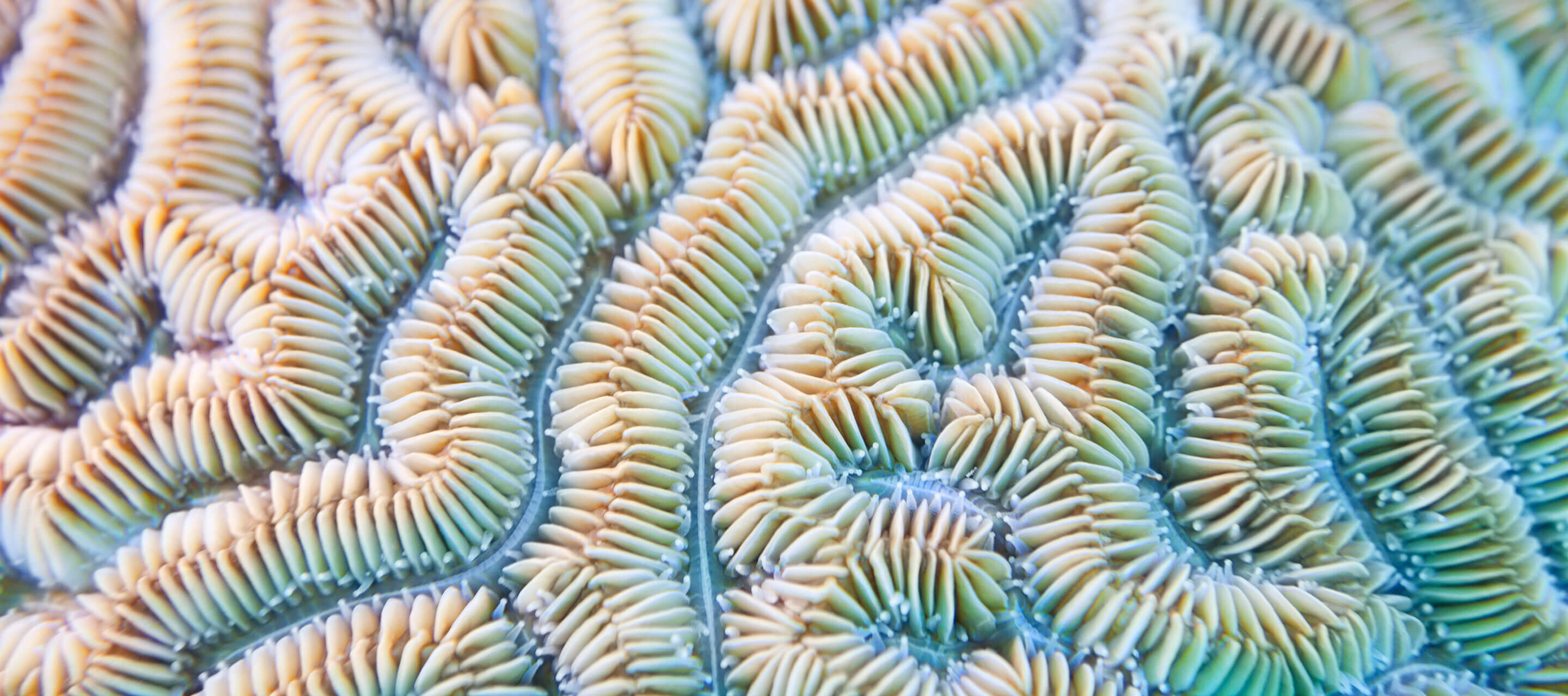 macro image of seashell