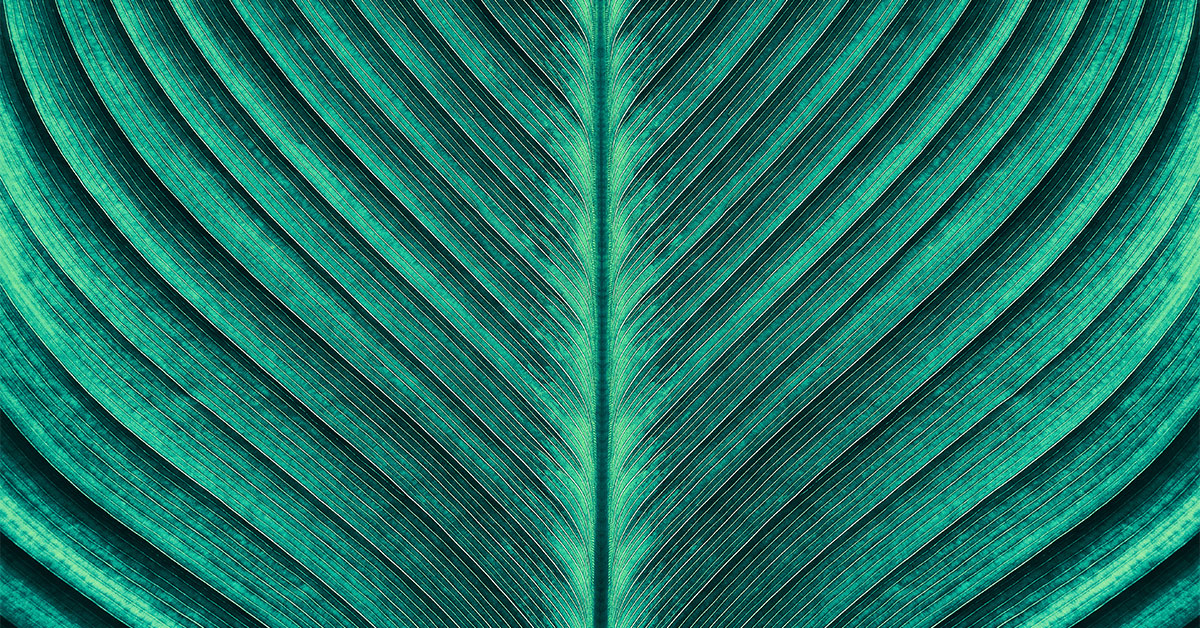 macro image of a leaf