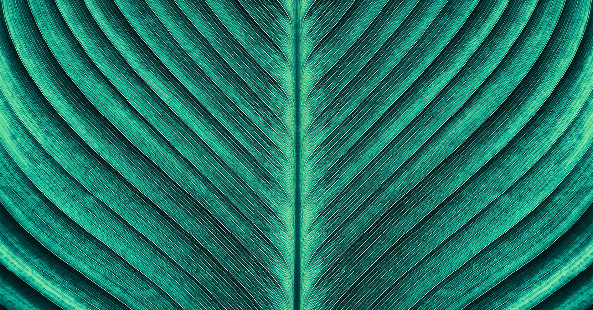macro image of a leaf