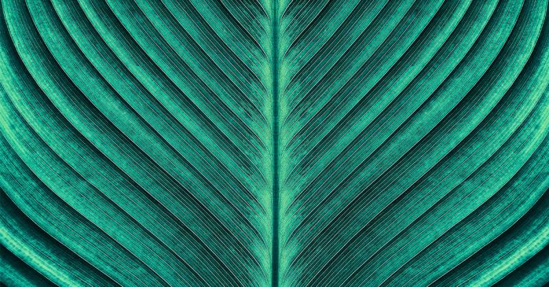 macro image of a leaf