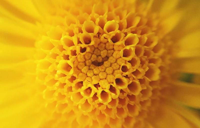 zoomed-in image of a flower 