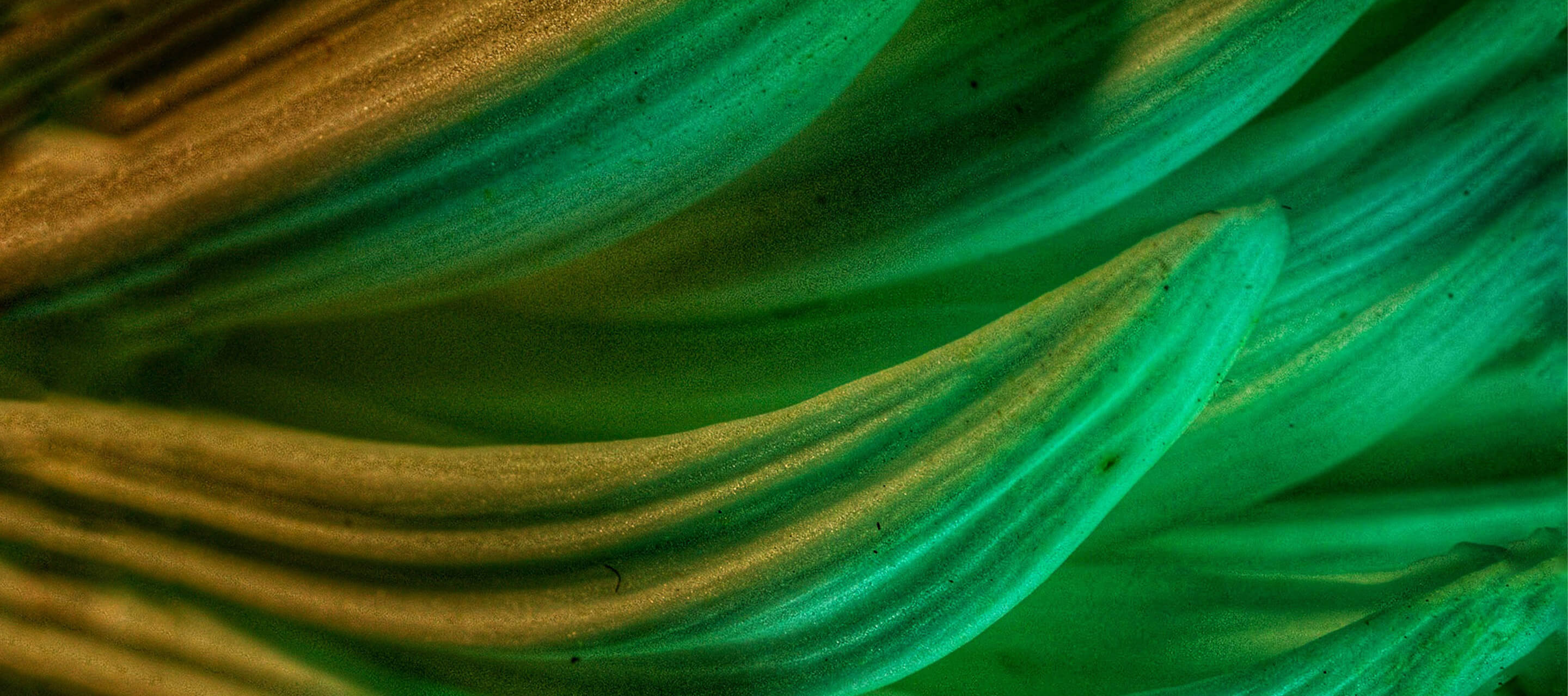 green image abstract