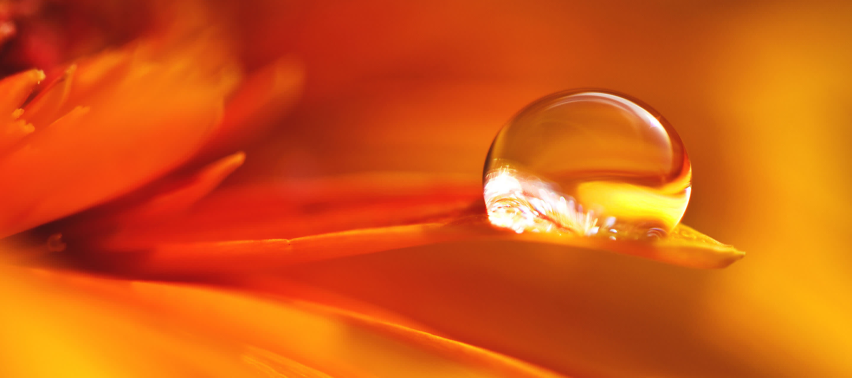yellow flower petal with droplet
