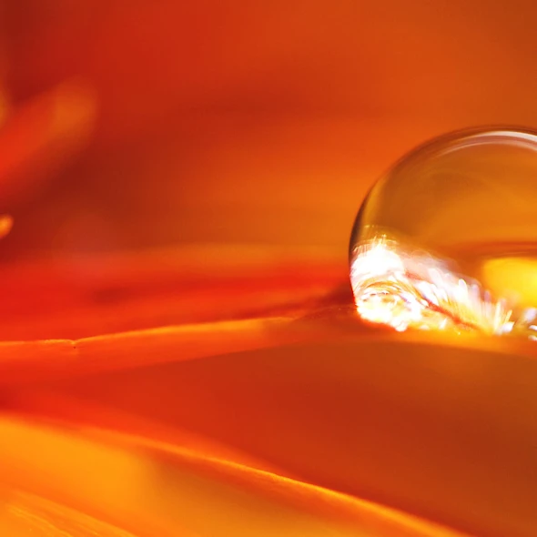 yellow flower petal with droplet