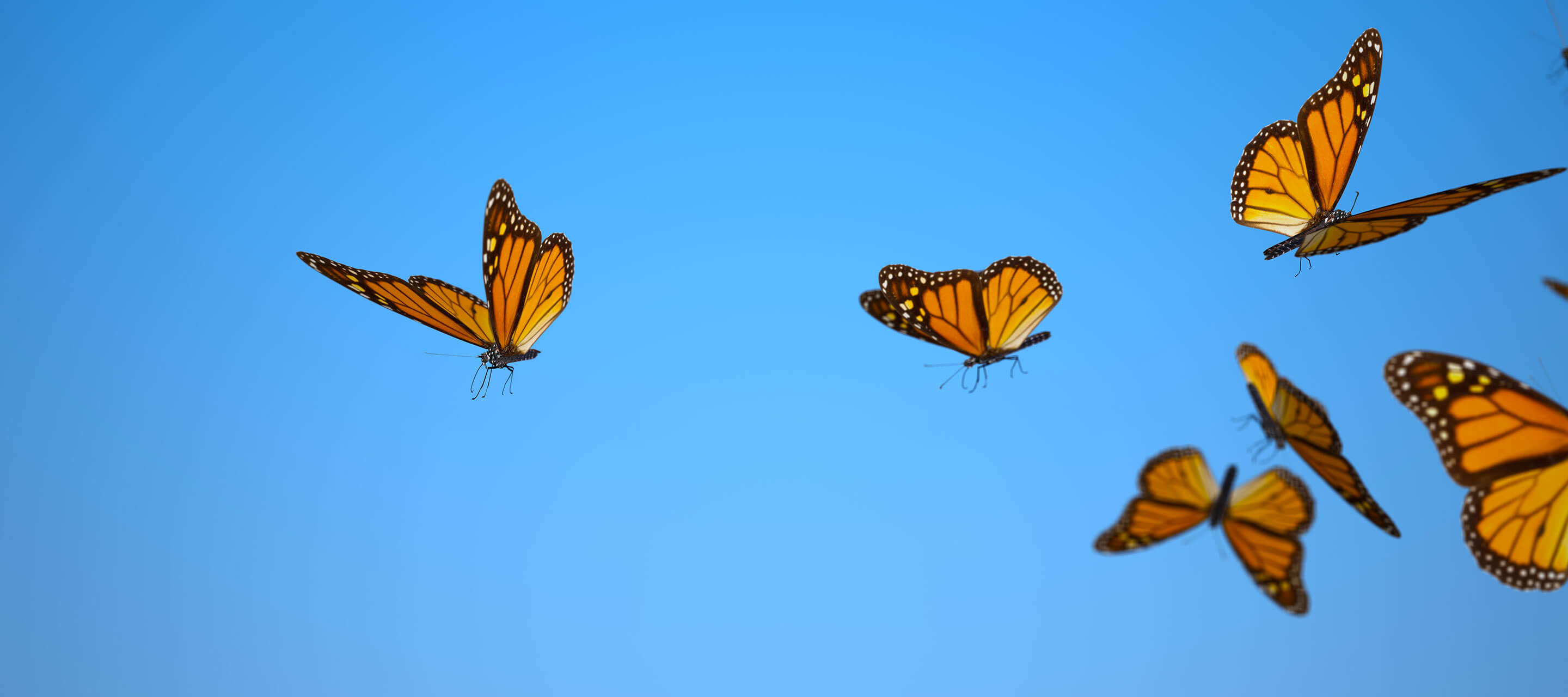 butterflies in sky