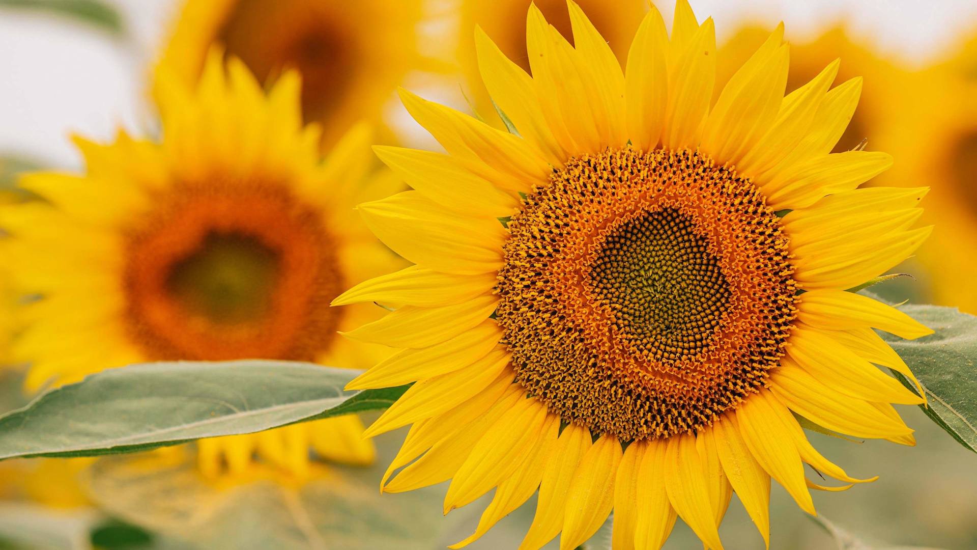 GDIT Art of the possible.