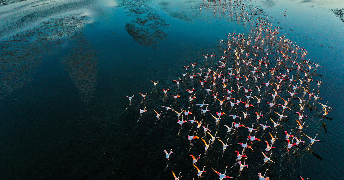 flock of flamingos flying over water 