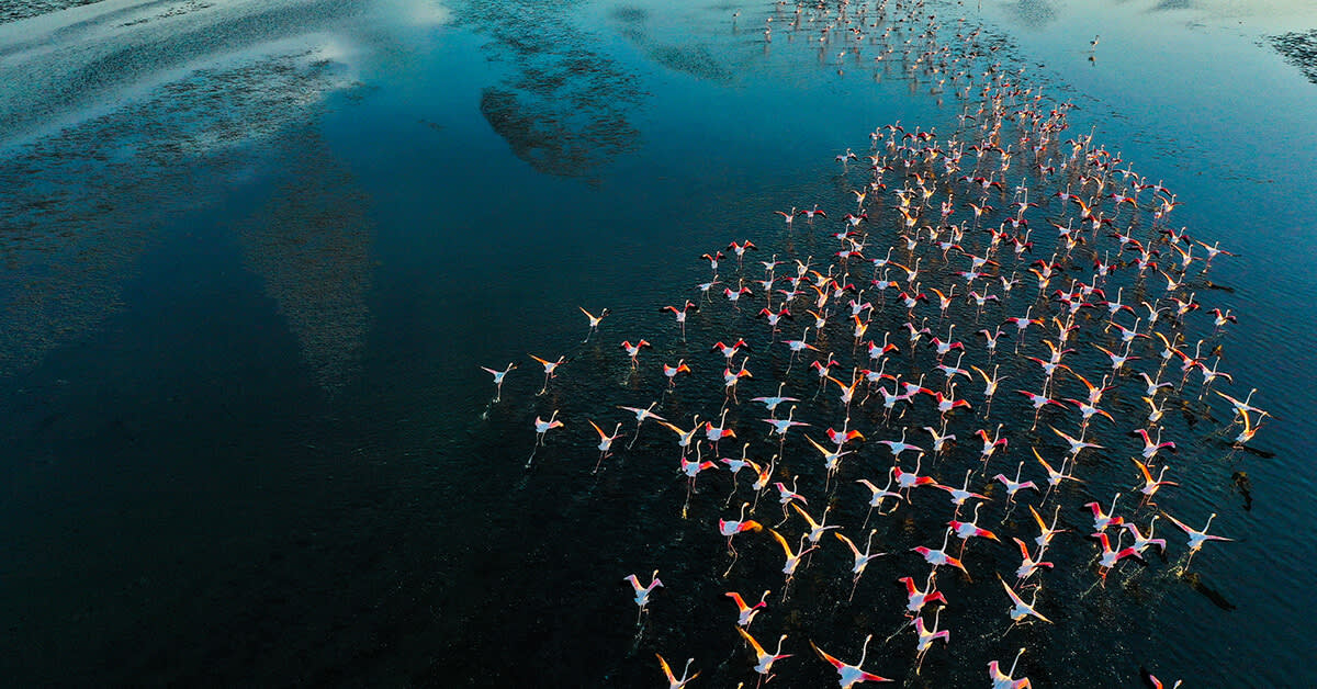 flock of flamingos flying over water 