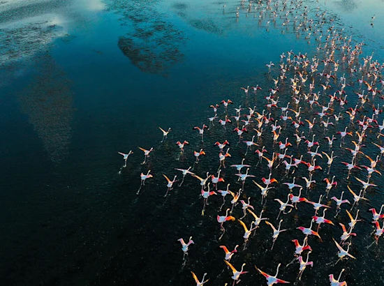 flock of flamingos flying over water