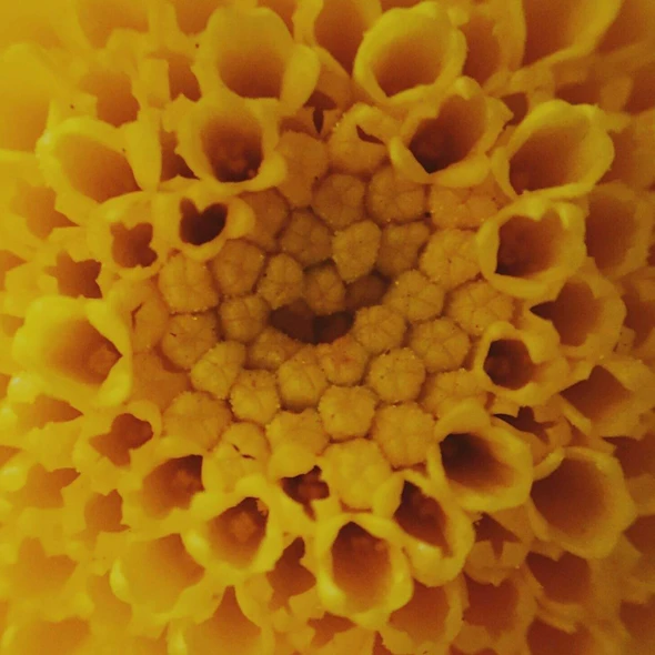 center of flower