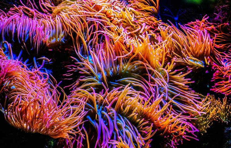 colorful coral