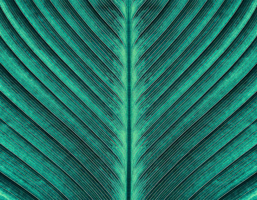 macro image of leaf 