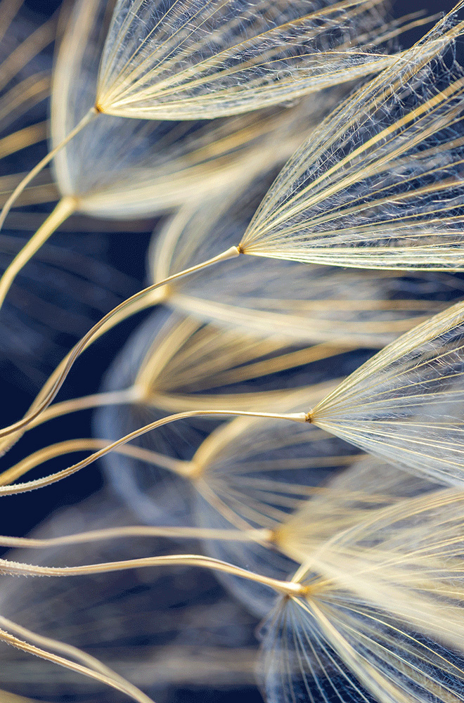 close up shot of dandelion 