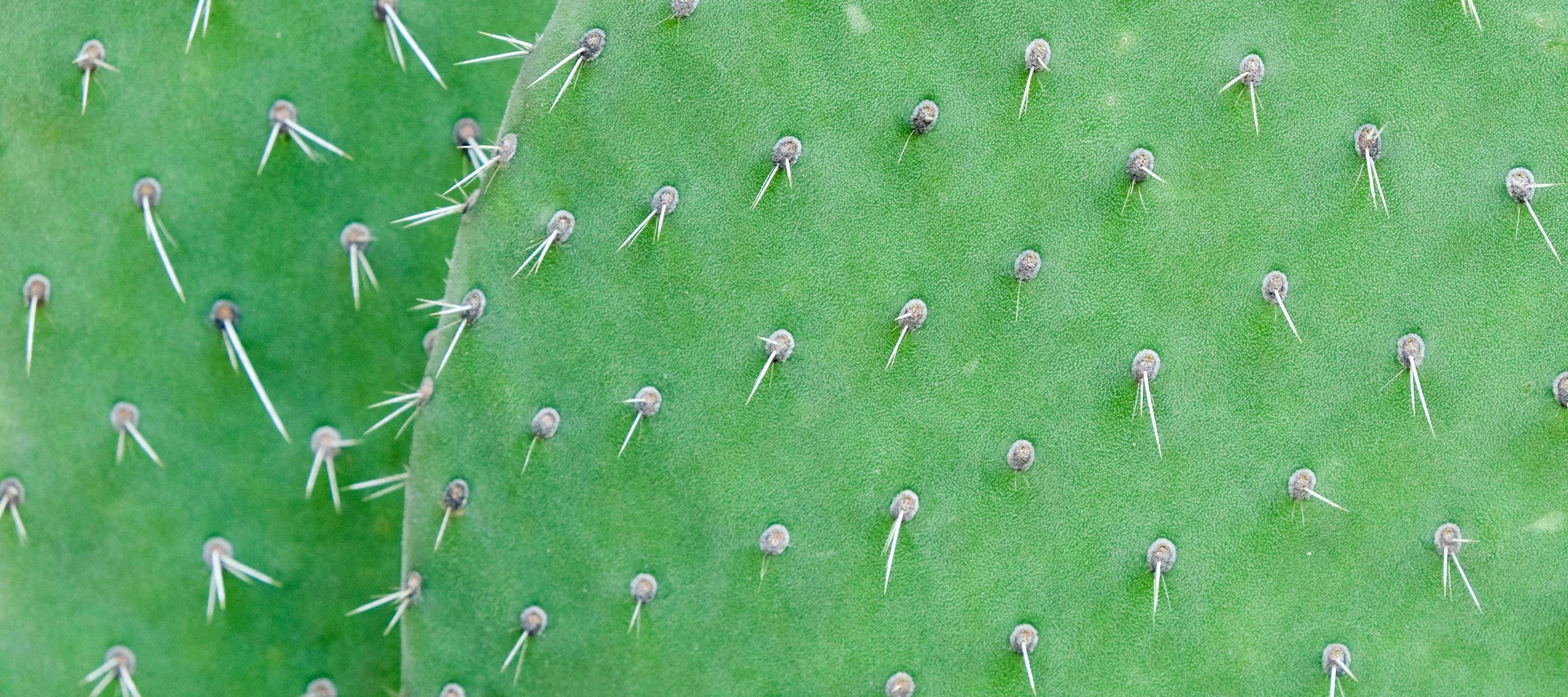 close-up of a cactus
