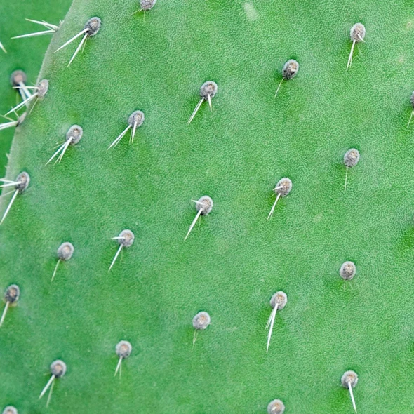 close-up of a cactus
