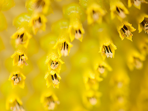 yellow flowers