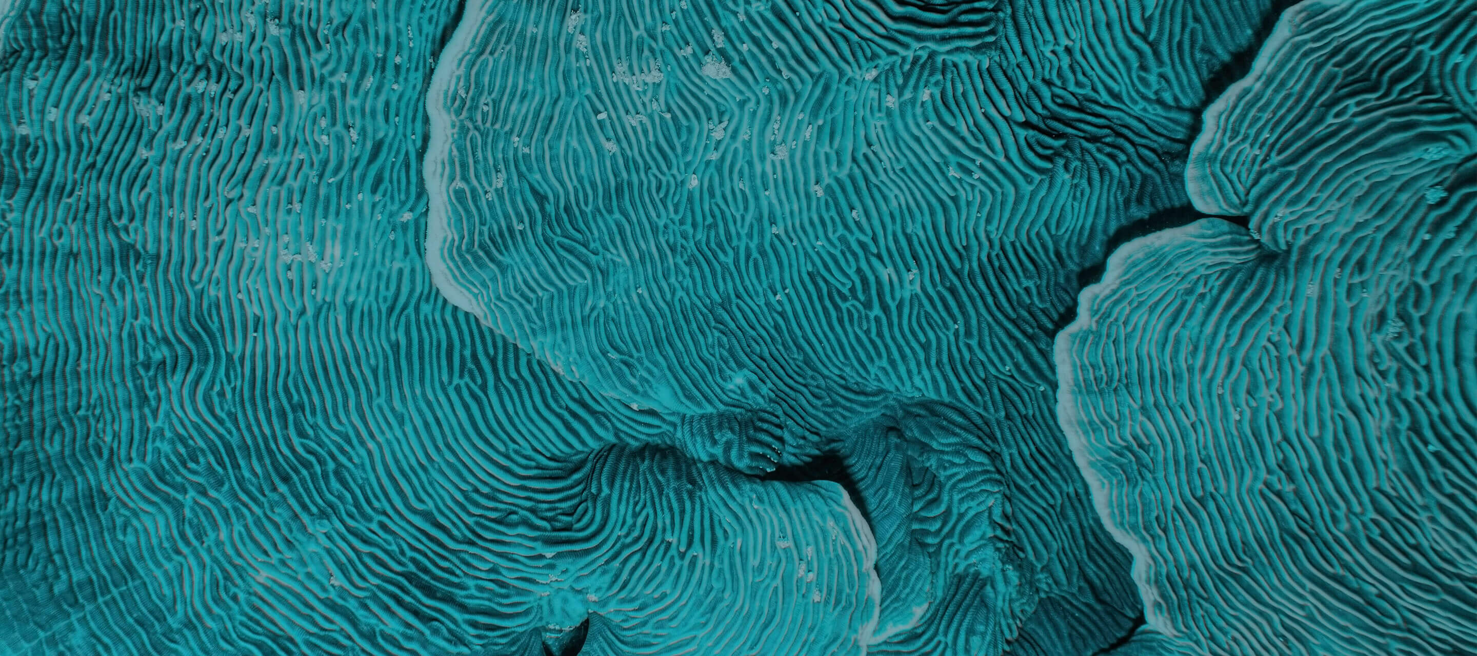 blue abstract mushroom image