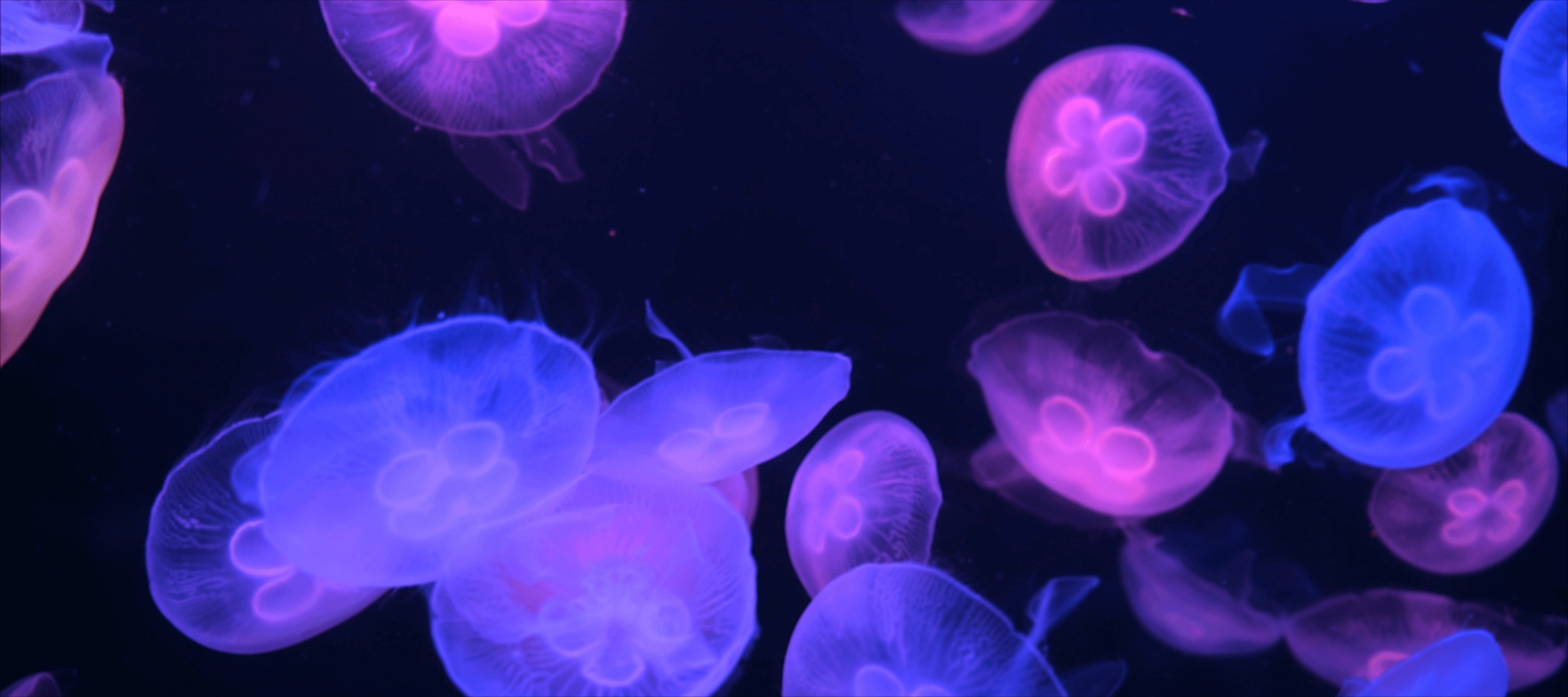 macro image of jellyfish