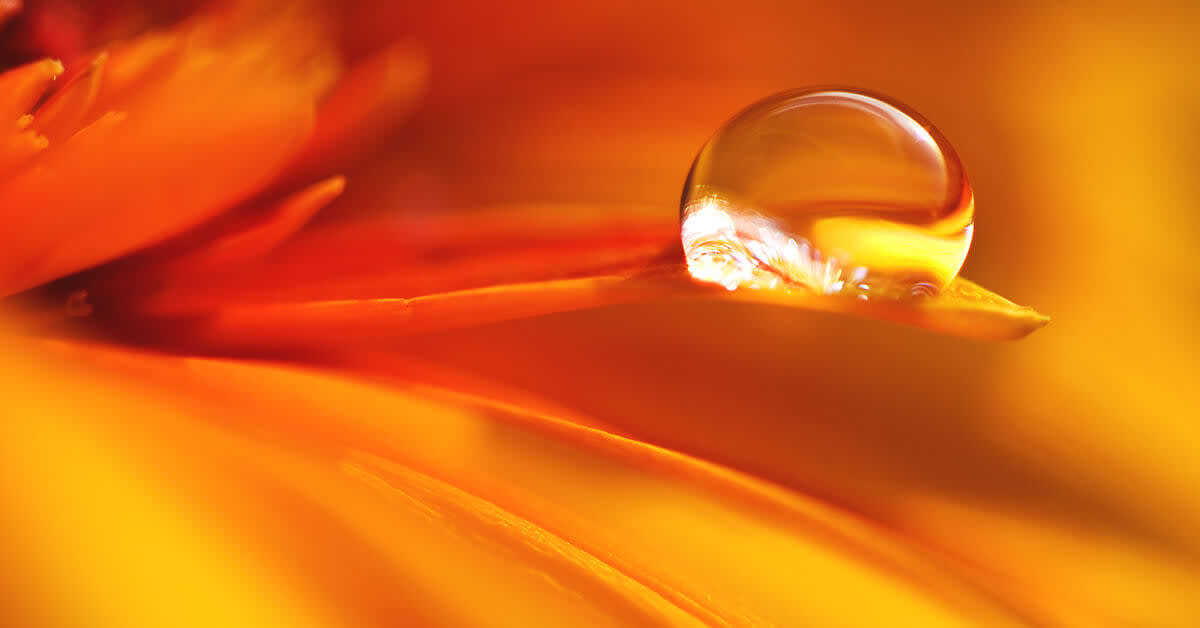 yellow flower petal with droplet