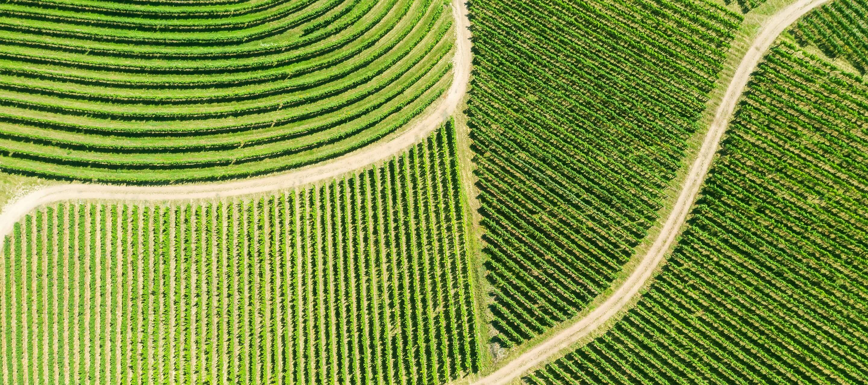 large green fields in patterns separated by presumably different crops 