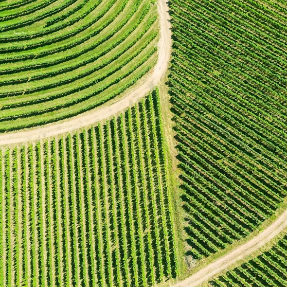 large green fields in patterns separated by presumably different crops