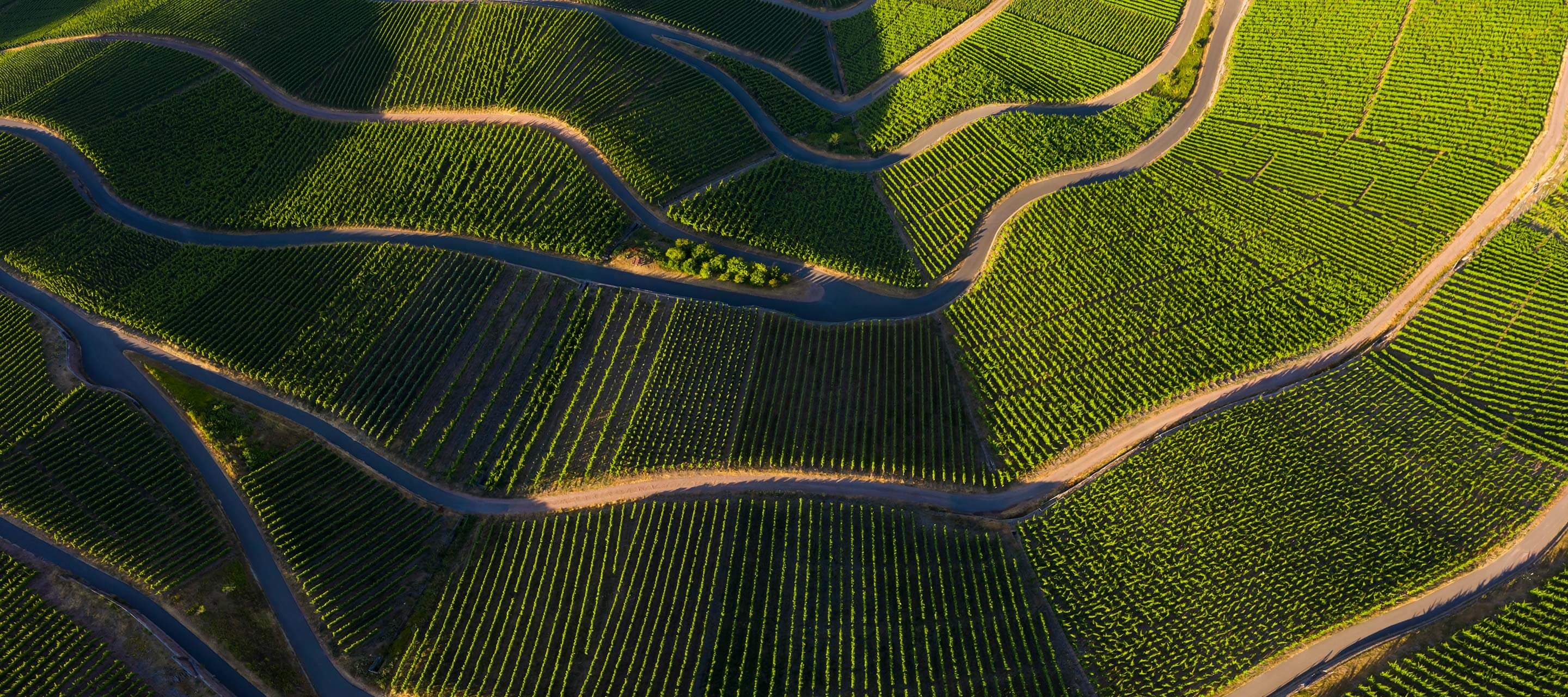 vineyards