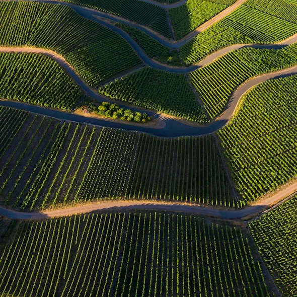vineyards