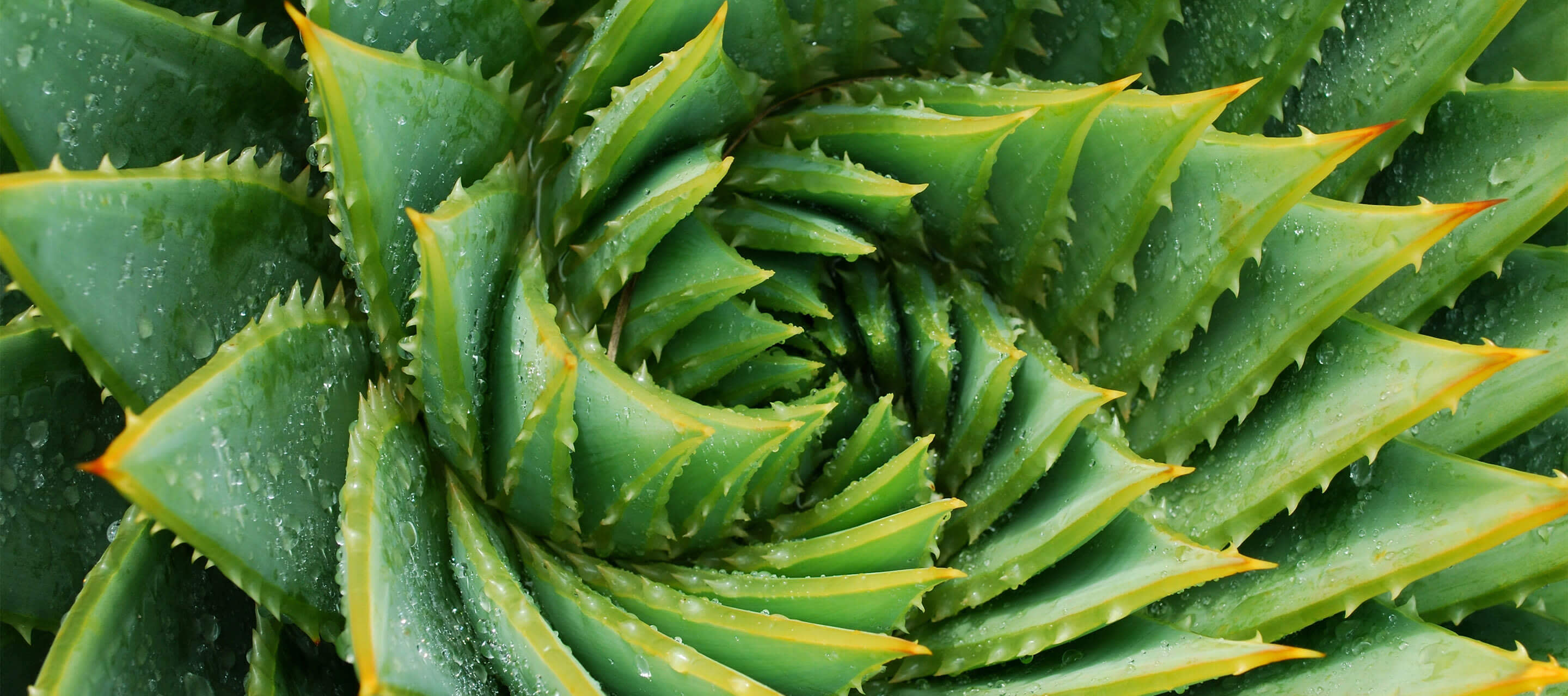 close up of a succulent