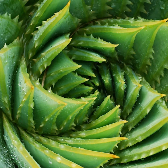 close up of a succulent