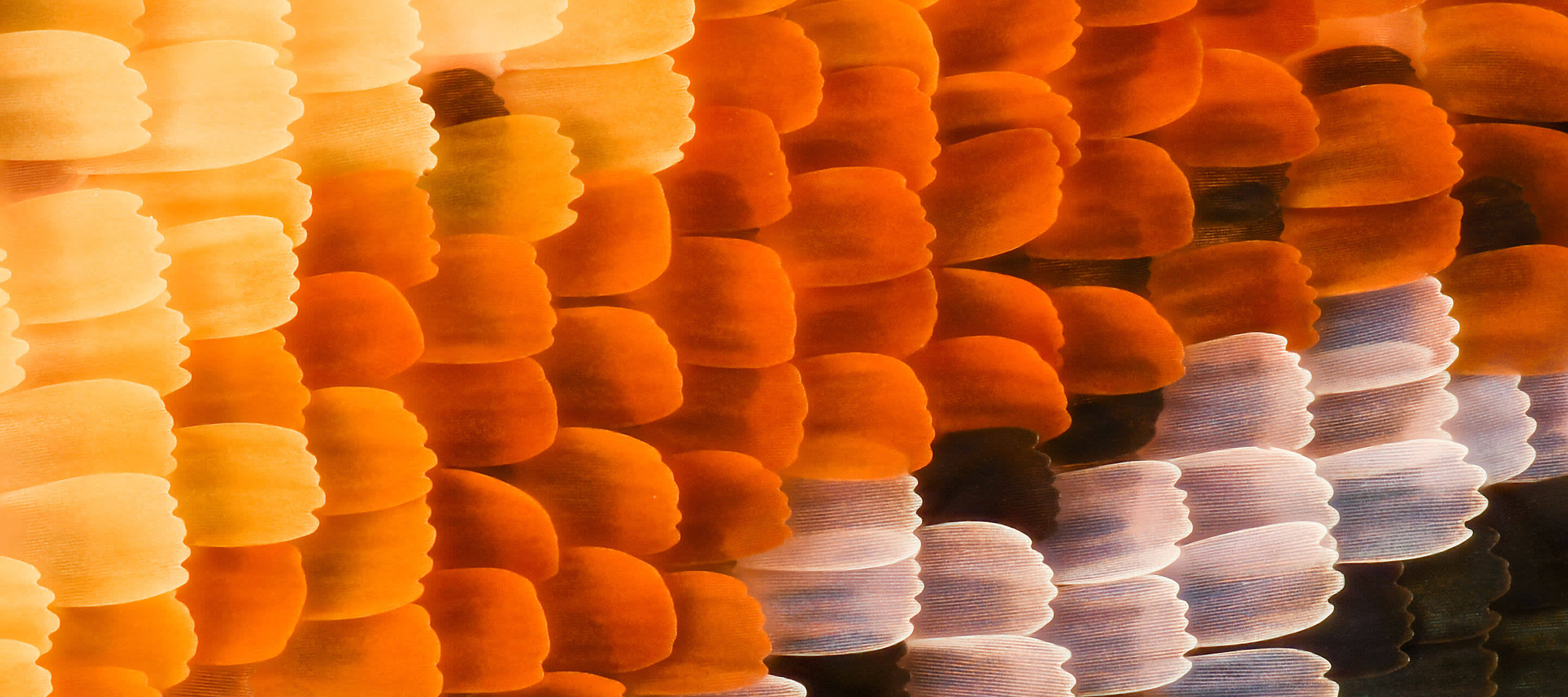 macro image of butterfly wing