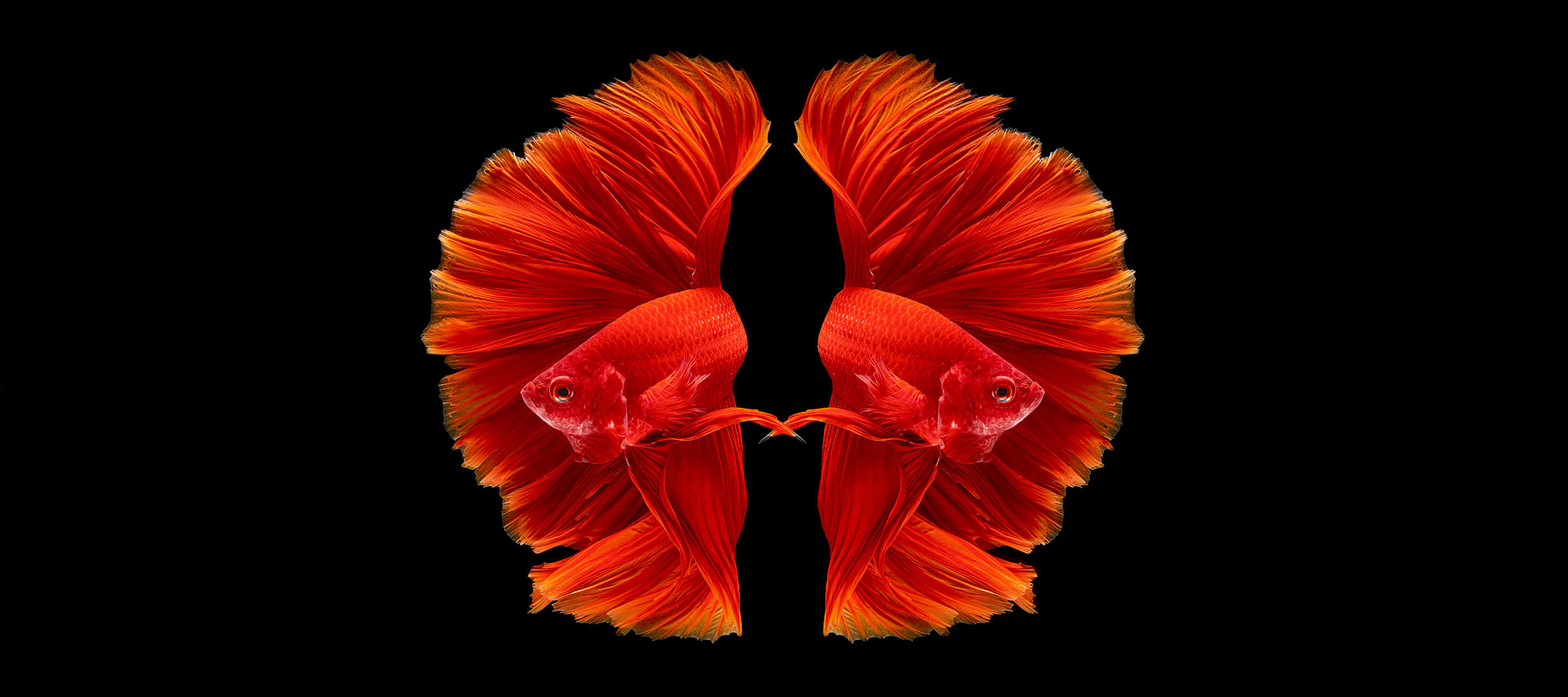 twin beta fish on black background