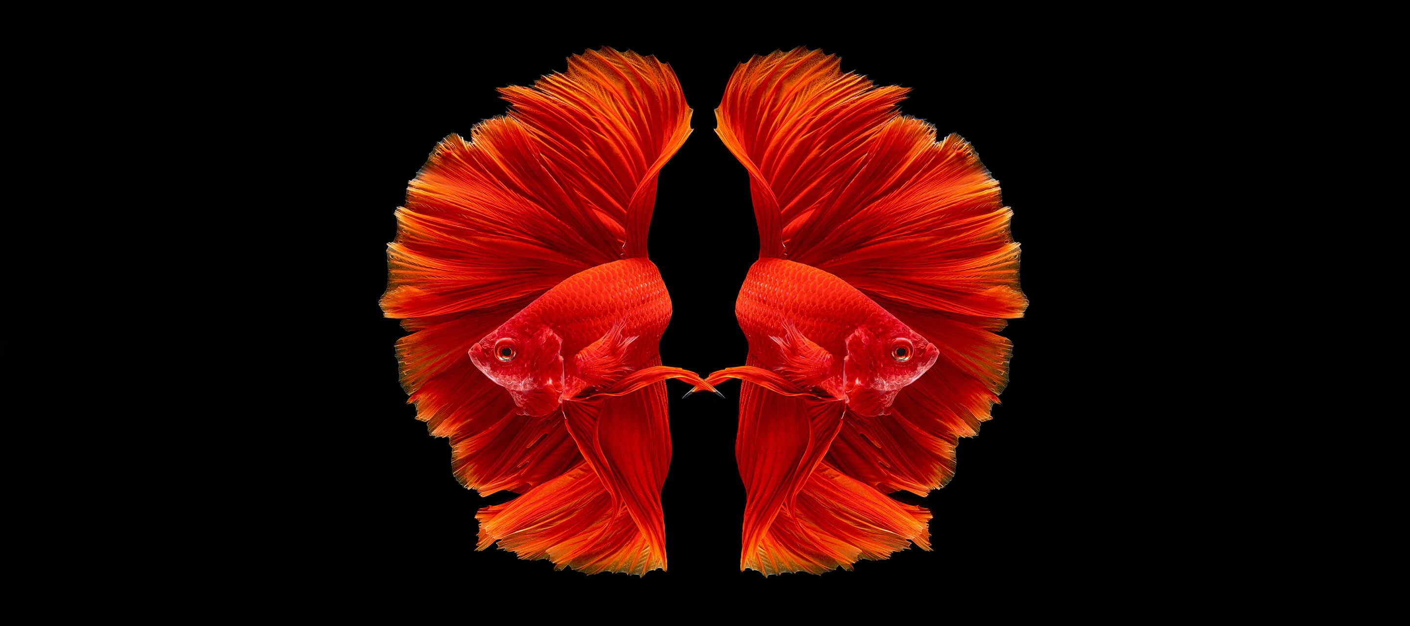 twin beta fish on black background