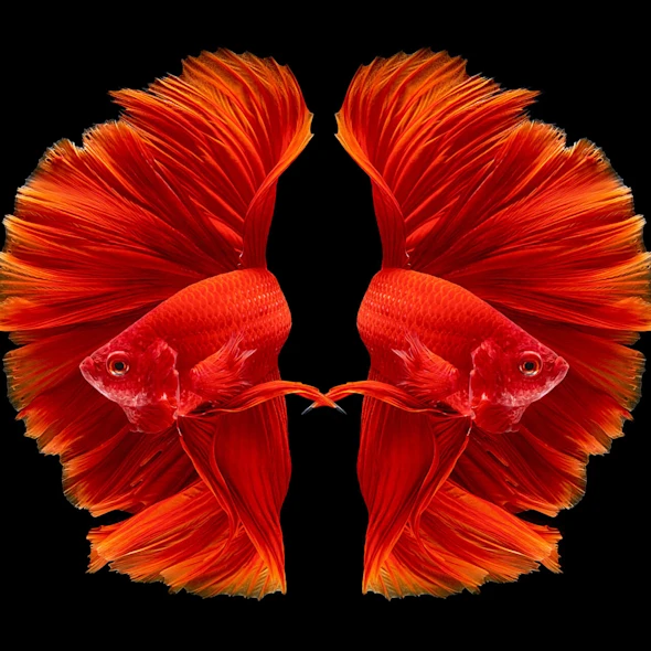 twin beta fish on black background