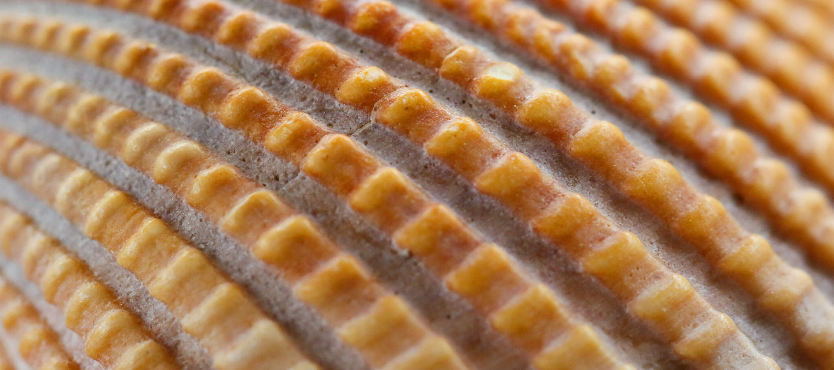 surface of seashells