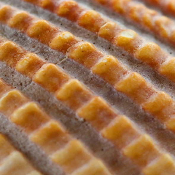 surface of seashells