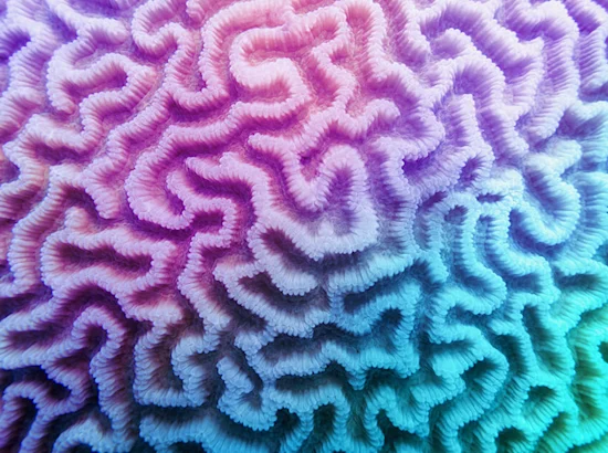 blue and purple coral