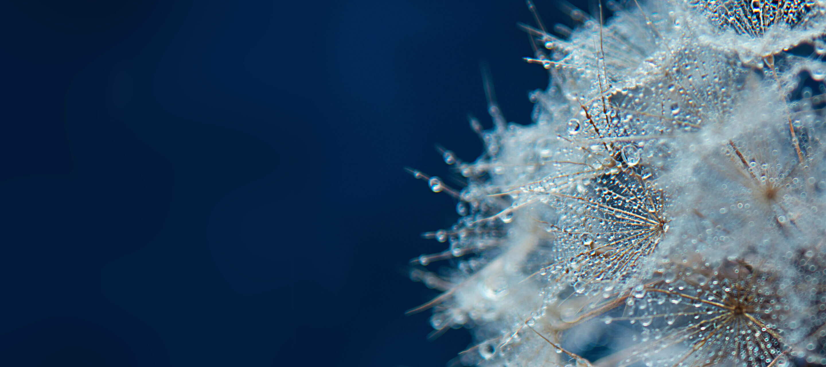 Macro Dandelion with Morning Dew