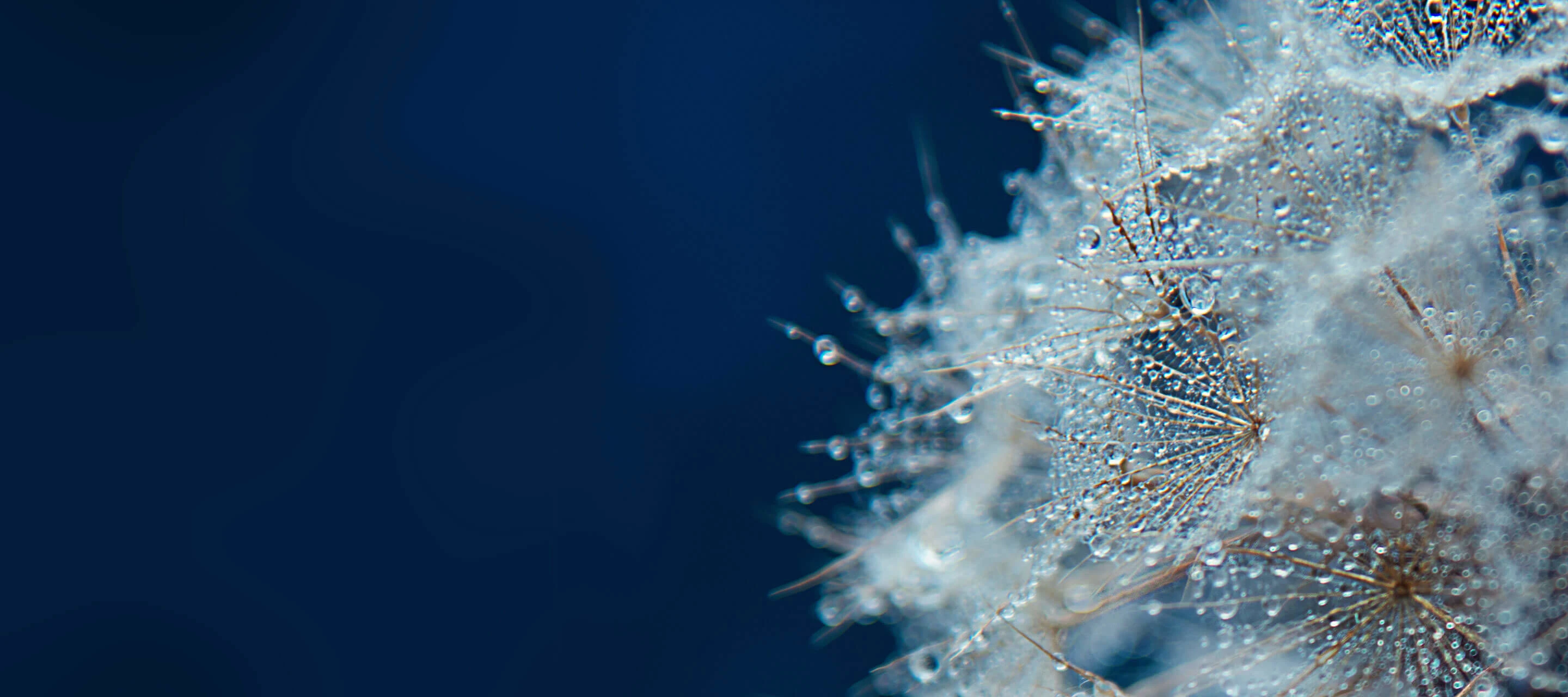 Macro Dandelion with Morning Dew
