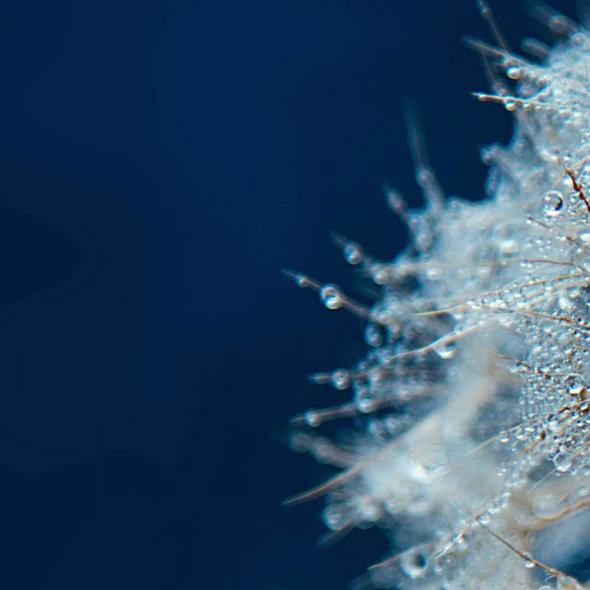 Macro Dandelion with Morning Dew