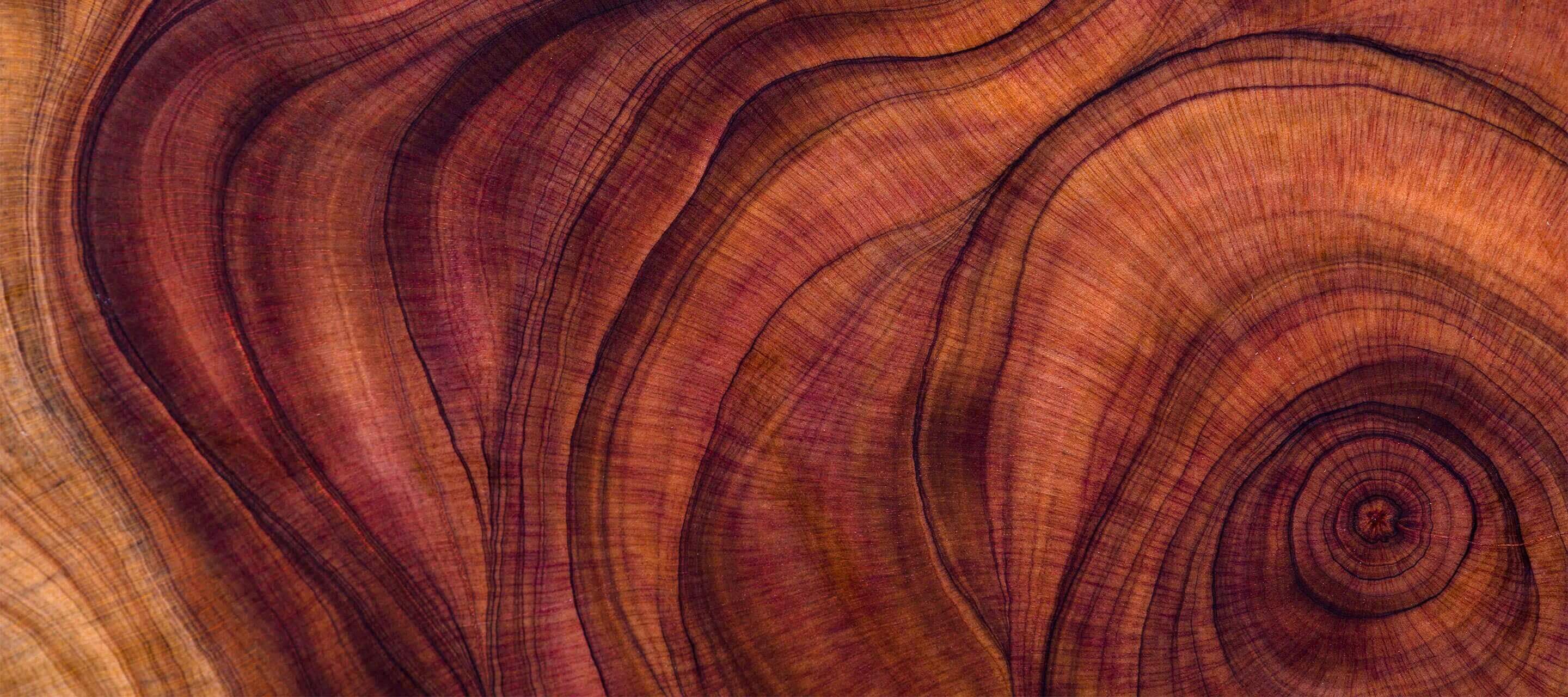 zoomed in picture of the center of a wood log 